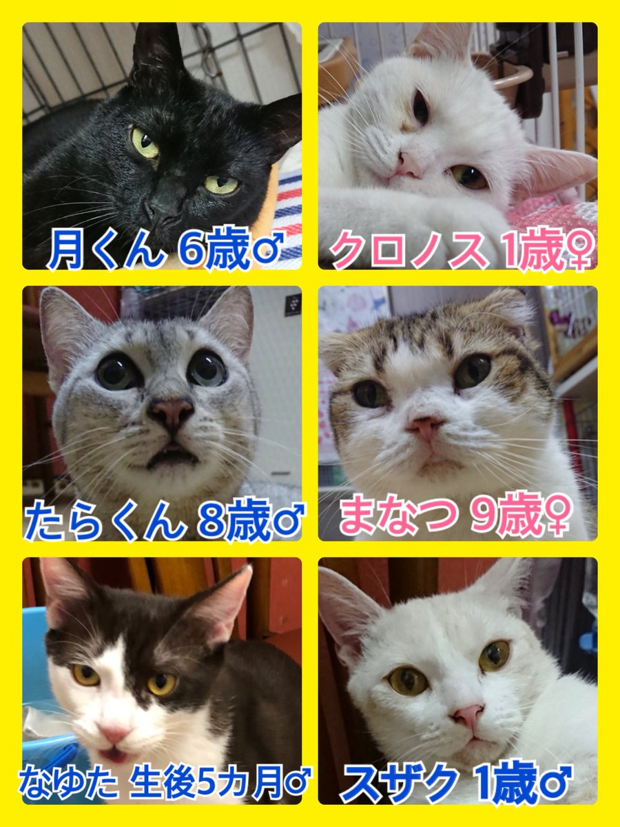 🐾今日の里親様募集中ニャンコ🐱メンバーです🐾2018,10,9